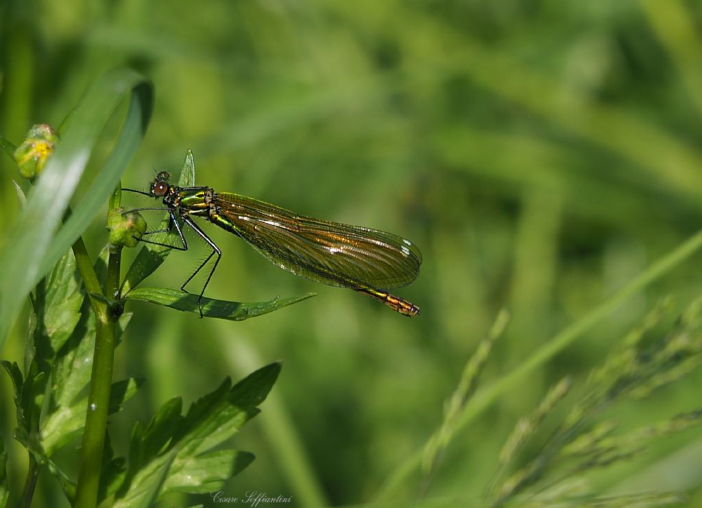 Identificazione libellula - Calopteryx splendens giovane femmina